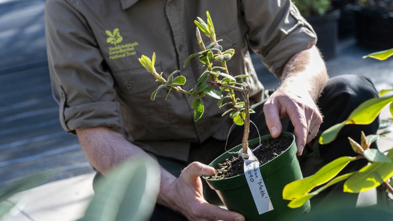 A rare Bodnant hybrid rhododendron 'Moth' being held by one of the garden team at Bodnant